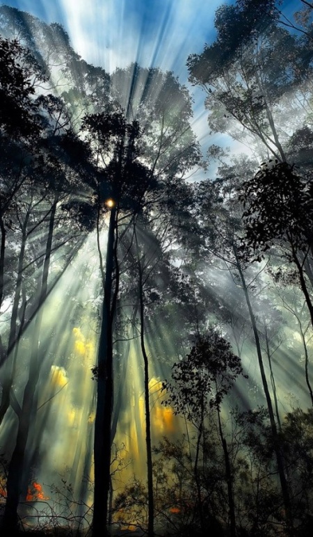 amazing-forest- Light