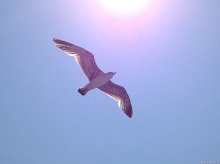 air-peace-freedom-space.jpg flight of bird