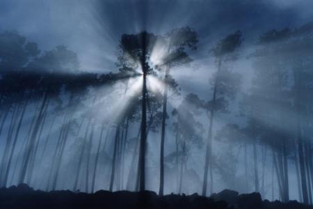 13_rays_fog_trees_rmb